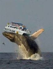 imagesAMBUSH BY GBEMISOLA ADEOTI